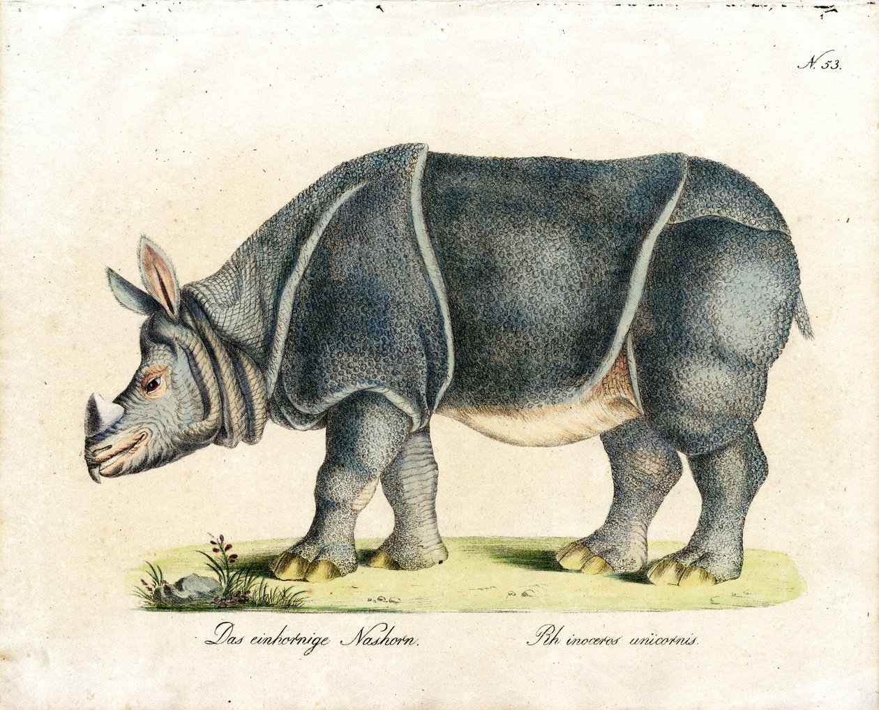 Indisches Nashorn (Druck) von Karl Joseph Brodtmann