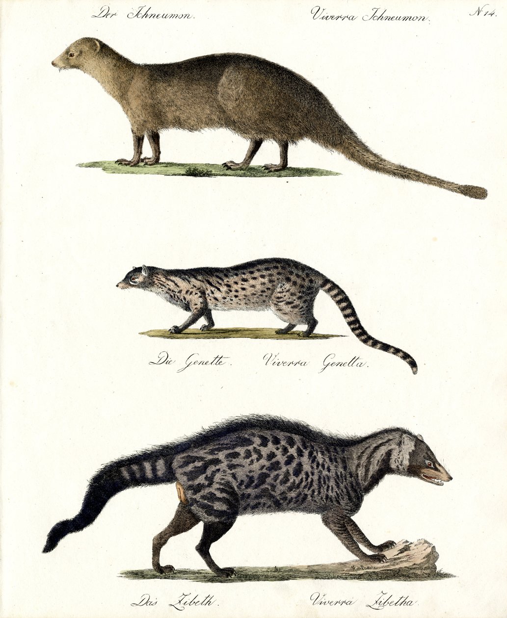 Mungo, Ginsterkatze und Zibetkatze von Karl Joseph Brodtmann