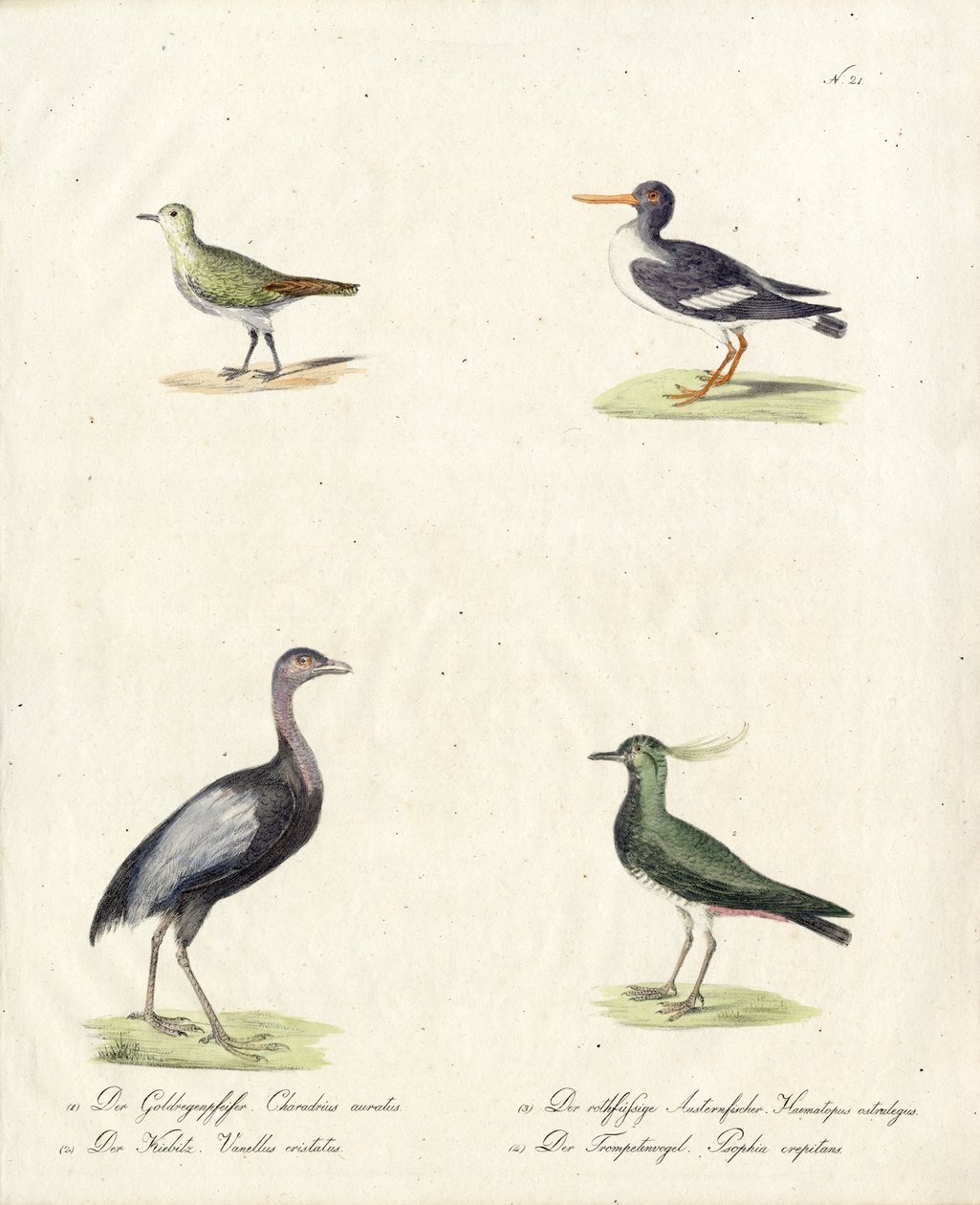 Einheimische Wat- und Laufvögel von Karl Joseph Brodtmann