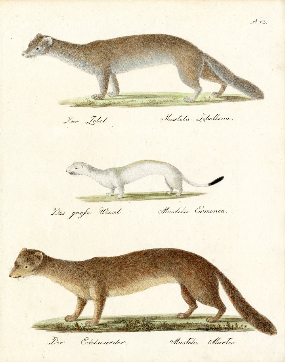 Zobel, Hermelin und Baummarder von Karl Joseph Brodtmann