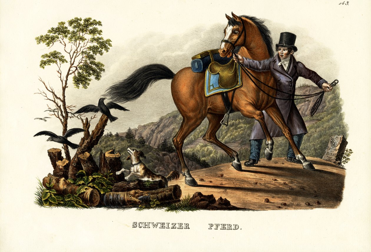 Schweizer Pferd, 1824 von Karl Joseph Brodtmann