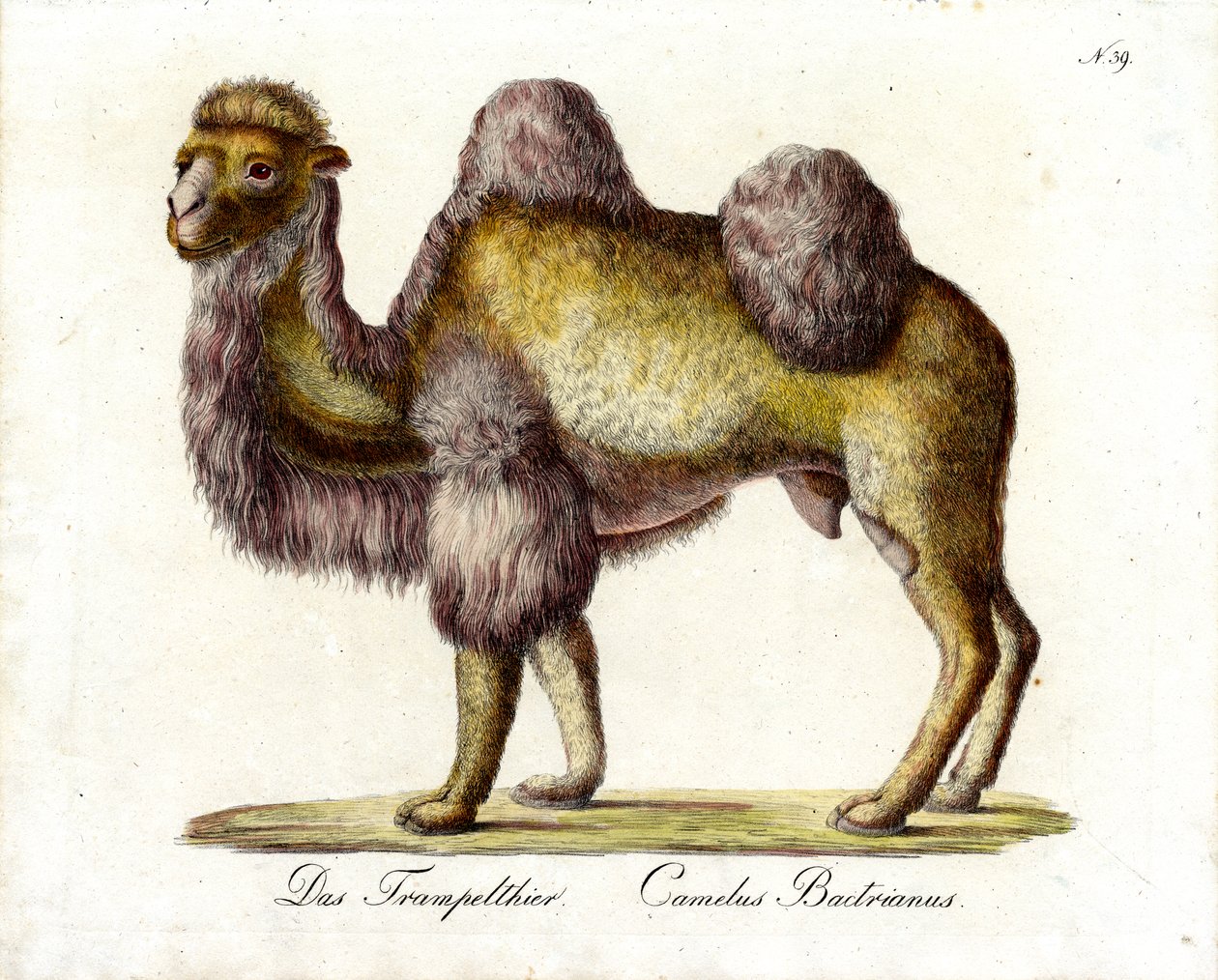Das Baktrische Kamel von Karl Joseph Brodtmann