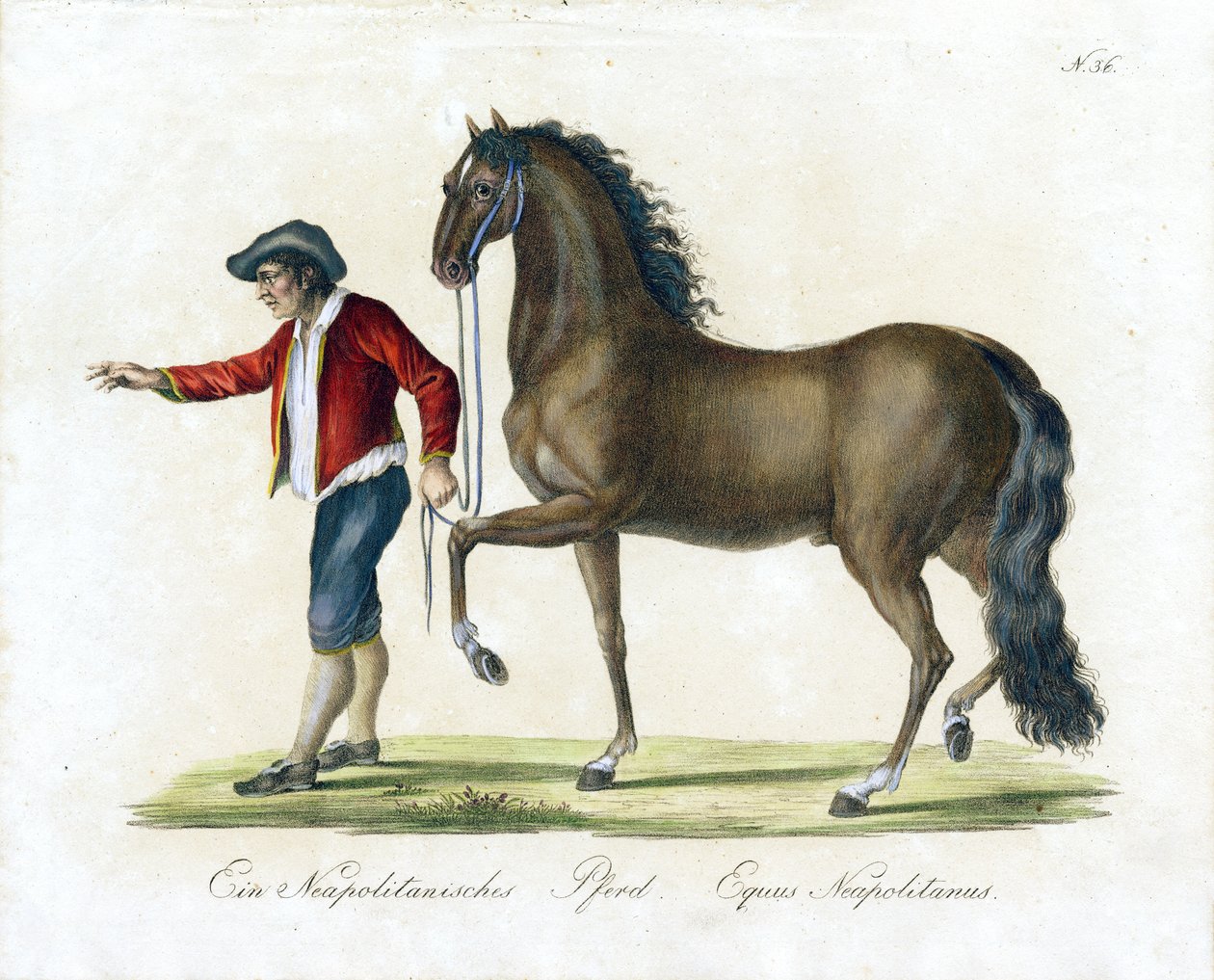 Das neapolitanische Pferd von Karl Joseph Brodtmann