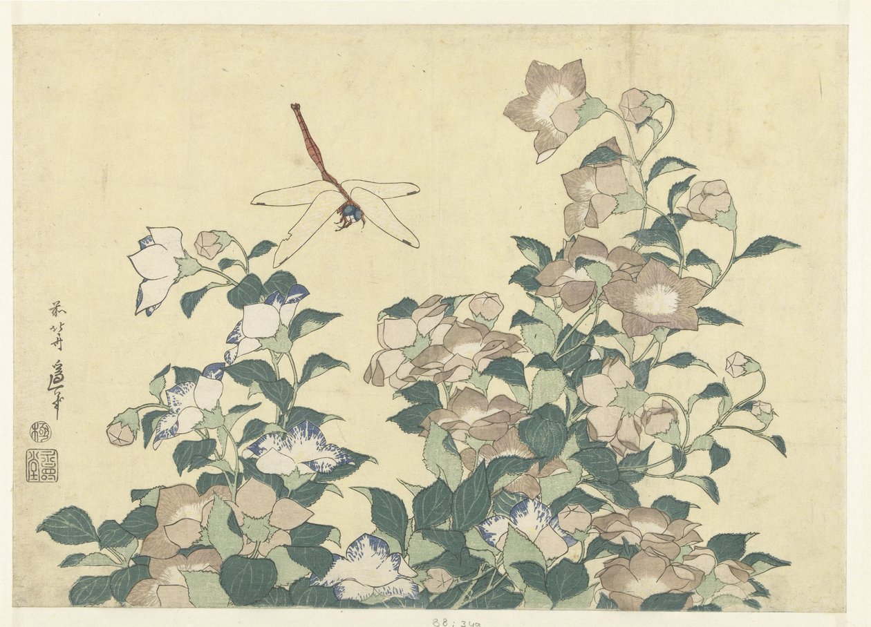 Ballonblume und Libelle von Katsushika Hokusai