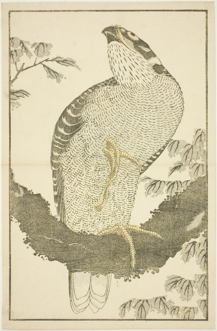 Falke, aus Das Bilderbuch der realistischen Malereien von Hokusai (Hokusai shashin gafu) von Katsushika Hokusai