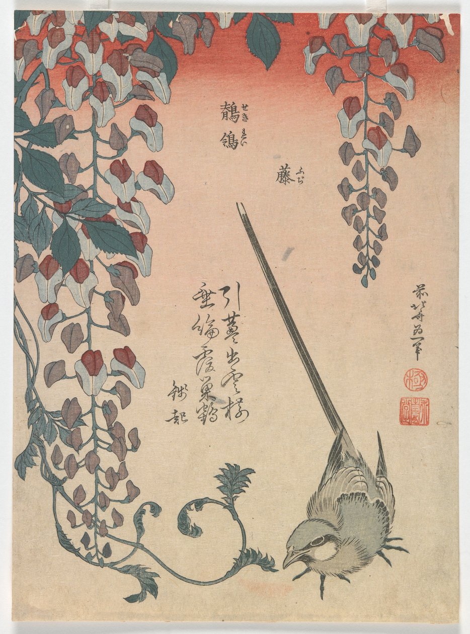 Bachstelze und Glyzinie, Edo-Periode, 1834 von Katsushika Hokusai