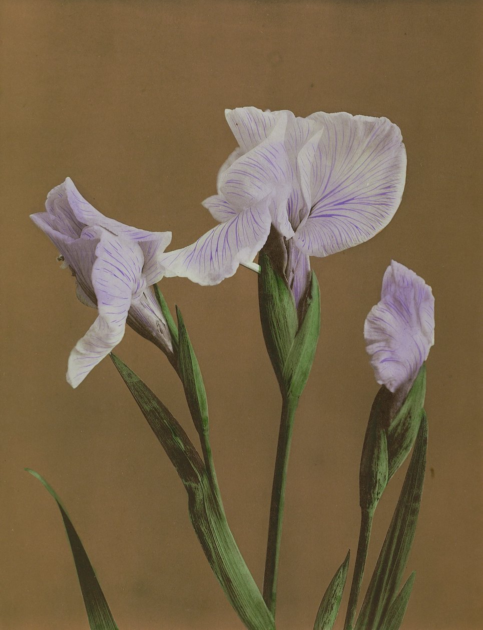 Iris Kaempfer, 1896 von Kazumasa Ogawa