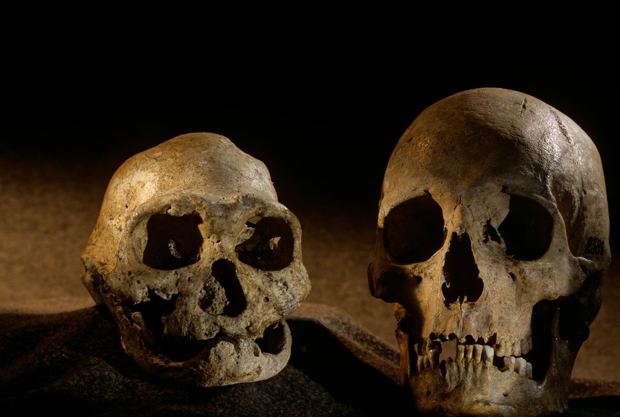 Homo erectus Schädel, zahnlos, und moderner menschlicher Schädel, Dmanisi von Kenneth Garrett