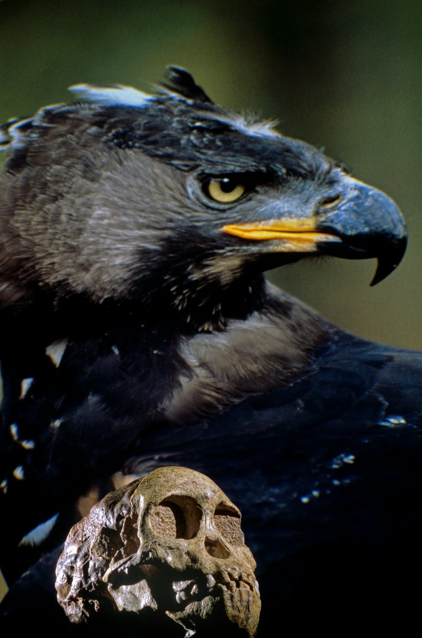 Der Taung-Kind-Schädel mit dem Bild eines modernen afrikanischen Kronenadlers, das Kind könnte h..., 2008 (Foto) von Kenneth Garrett