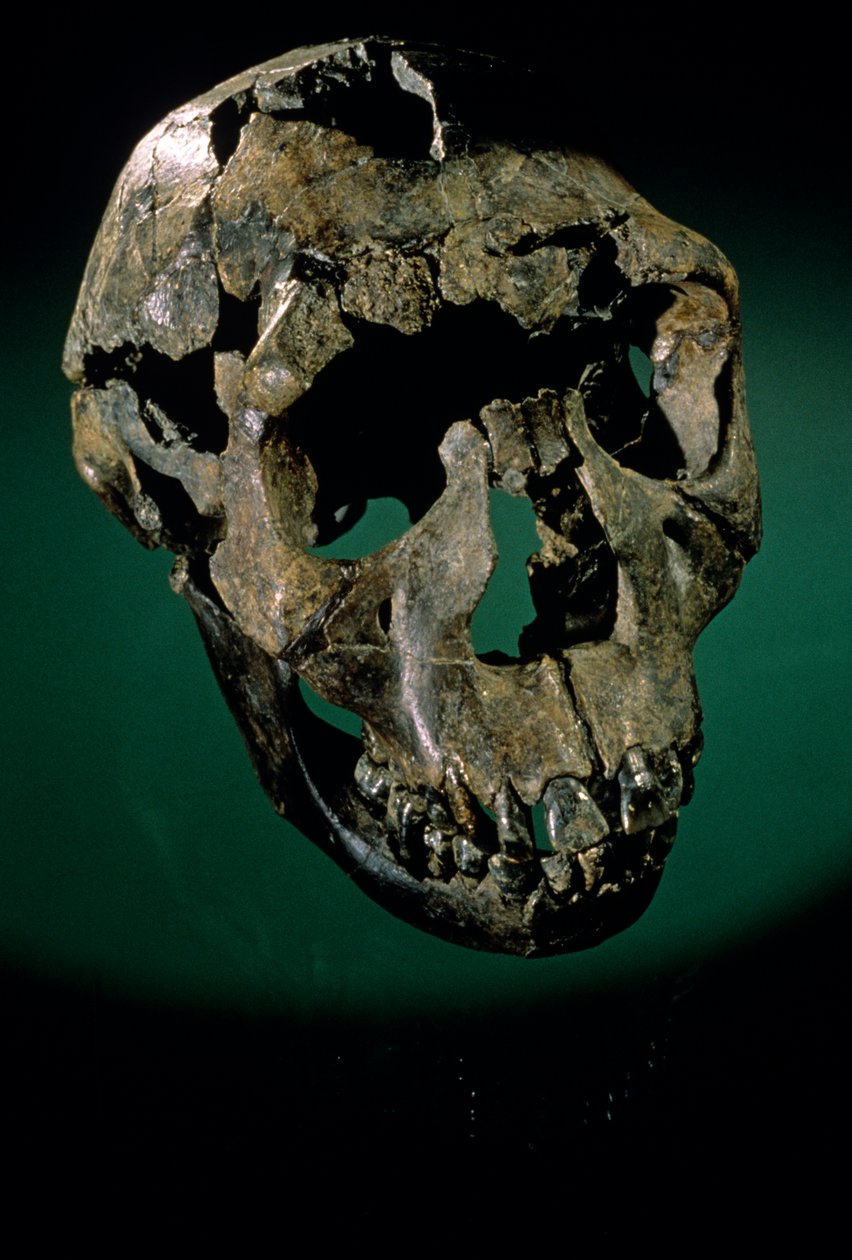 Turkana-Junge, Kenia, West-Turkana, See Turkana, KNMER-WT15000, H. erectus, Nariokotome, 2008 von Kenneth Garrett