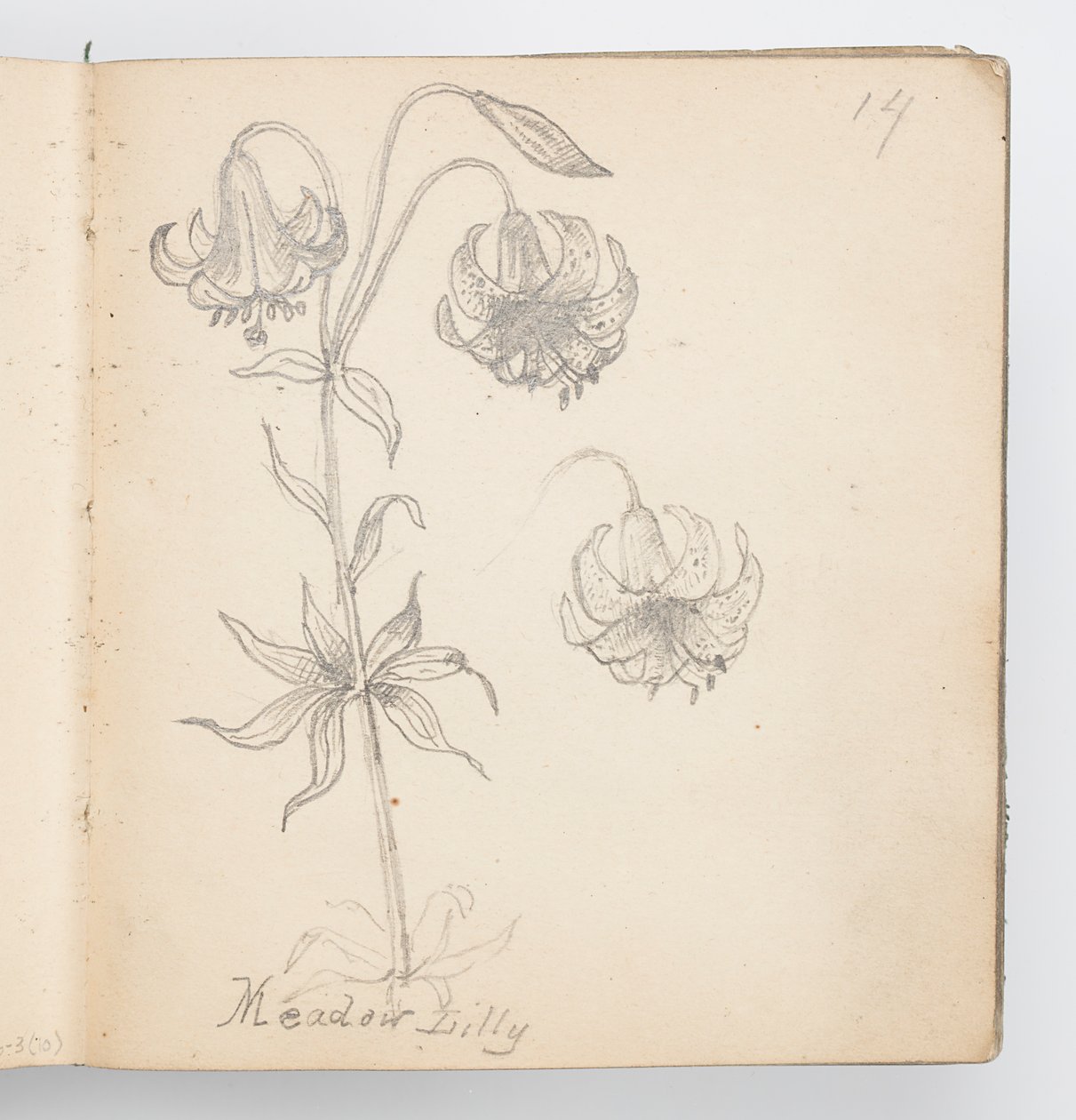 Skizzenbuchseite: Wiesenlilie von Kenyon Cox