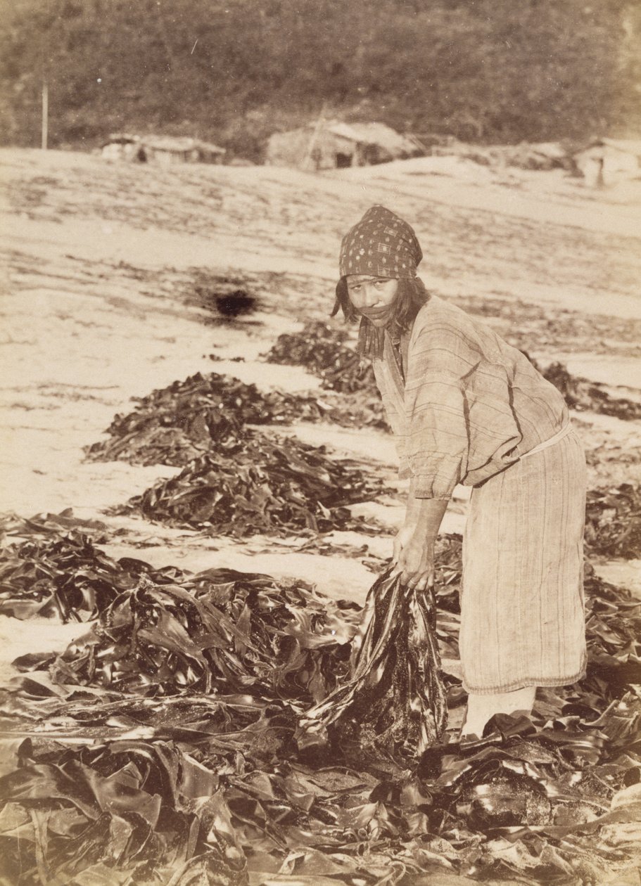 Ainu-Frau beim Ernten von Seetang, ca. 1900 von Kenzô Tamoto