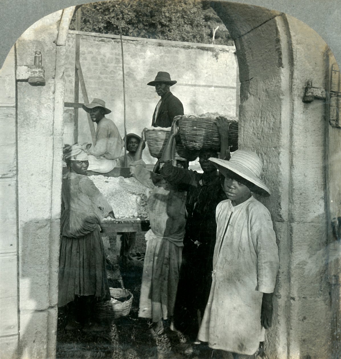 Frischer Kakao aus den Schoten, Dominica, B.W.I. von Keystone View Company