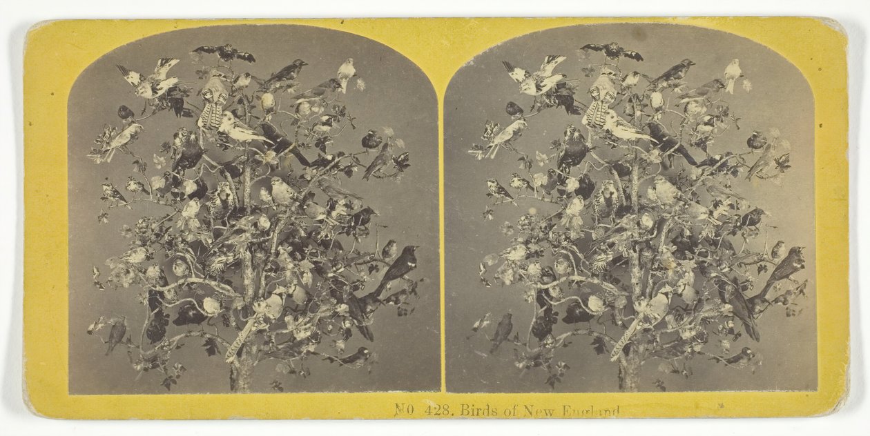 Vögel von Neuengland, 1855-75. Schöpfer: Kilburn Brothers, BW Kilburn von Kilburn Brothers, BW Kilburn