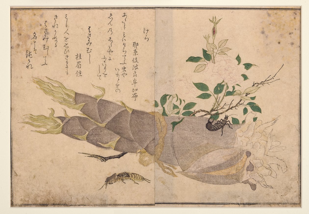 Ohrwurm und Maulwurfsgrille, 1788 von Kitagawa Utamaro