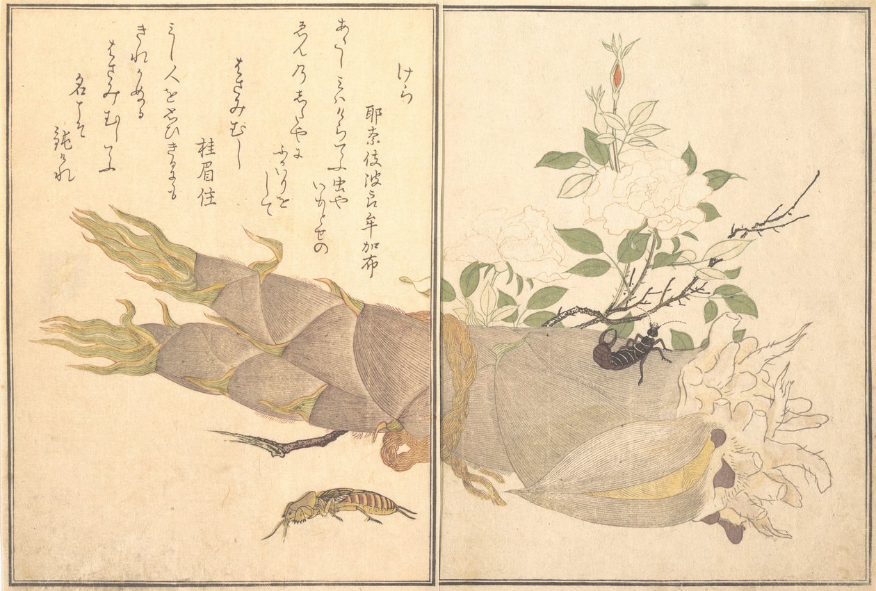 Maulwurfsgrille, Ohrwurm von Kitagawa Utamaro