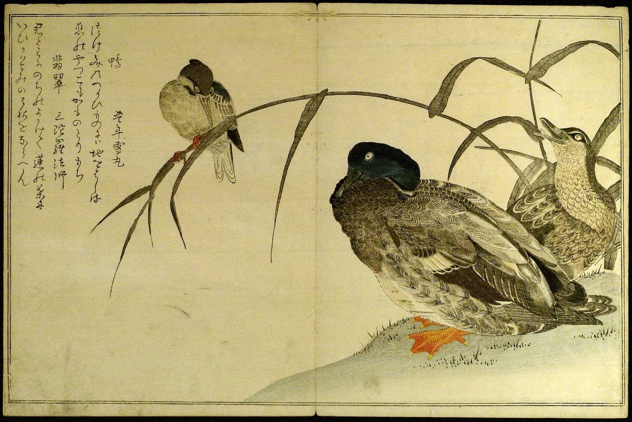 Myriaden von Vögeln: Ein Kyoka-Wettbewerb (Momo chidori kyoka awase) von Kitagawa Utamaro