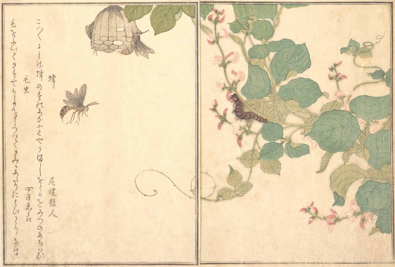 Papierwespe Hachi, haarige Raupe Kemushi..., 1788 von Kitagawa Utamaro