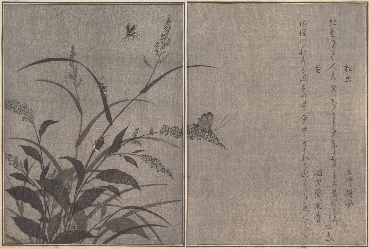 Baumgrille Matsumushi, Glühwürmchen Hotaru..., 1788 von Kitagawa Utamaro