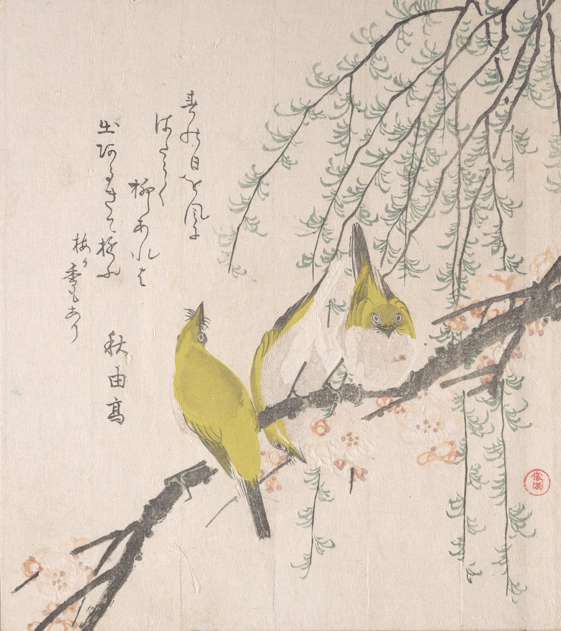 Japanische Weißaugen mit Pflaumenbaum und Weide..., ca. 1810 von Kubo Shunman