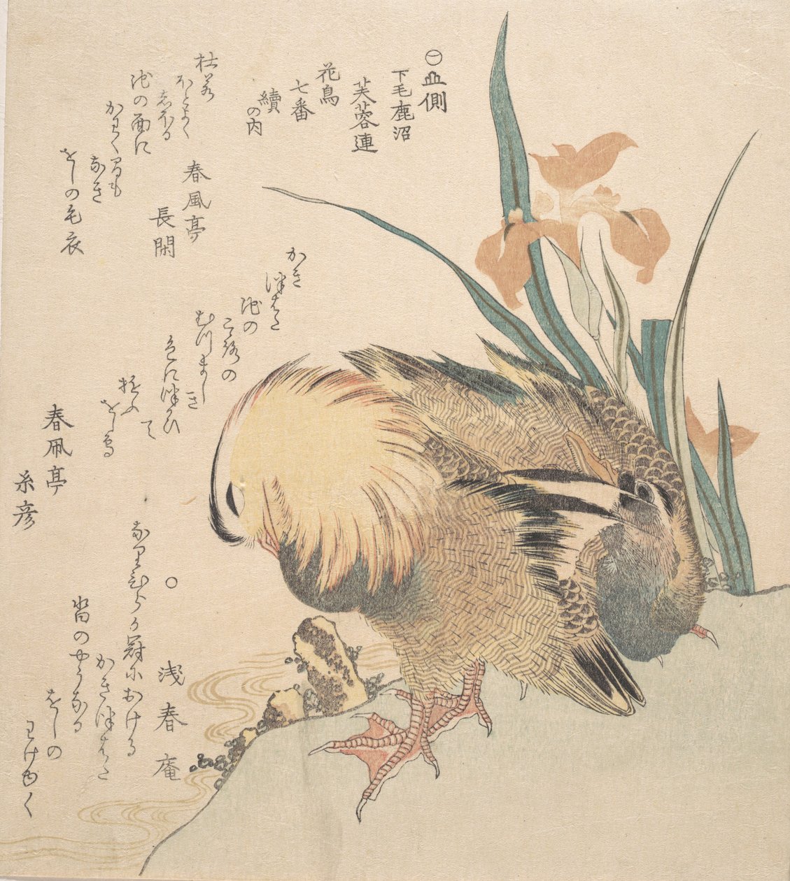 Paar Mandarinenten und Schwertlilien von Kubo Shunman