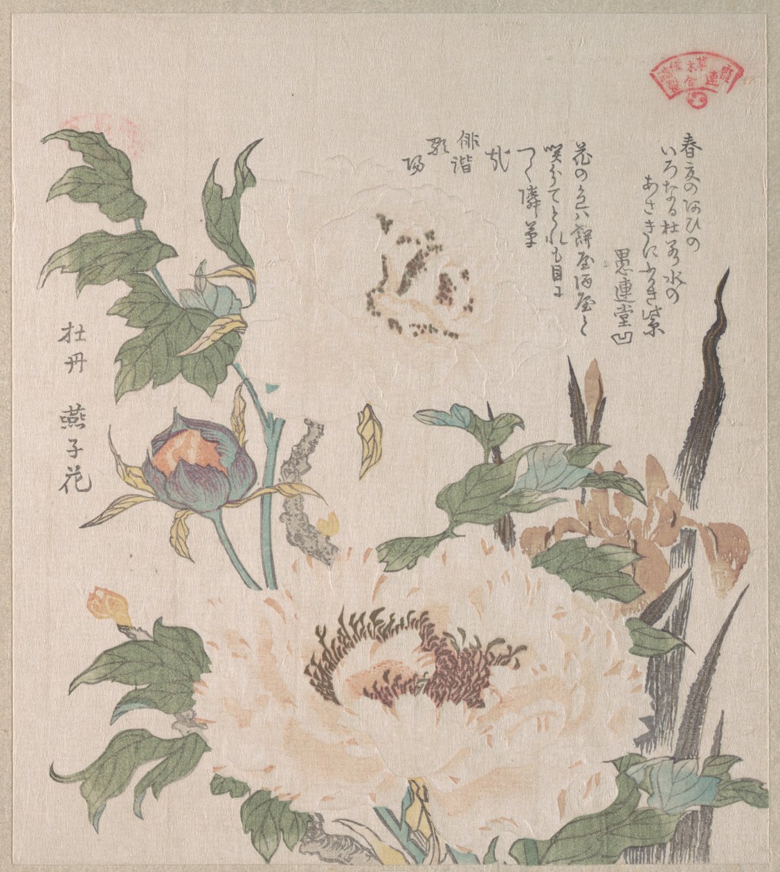 Pfingstrosen und Iris von Kubo Shunman