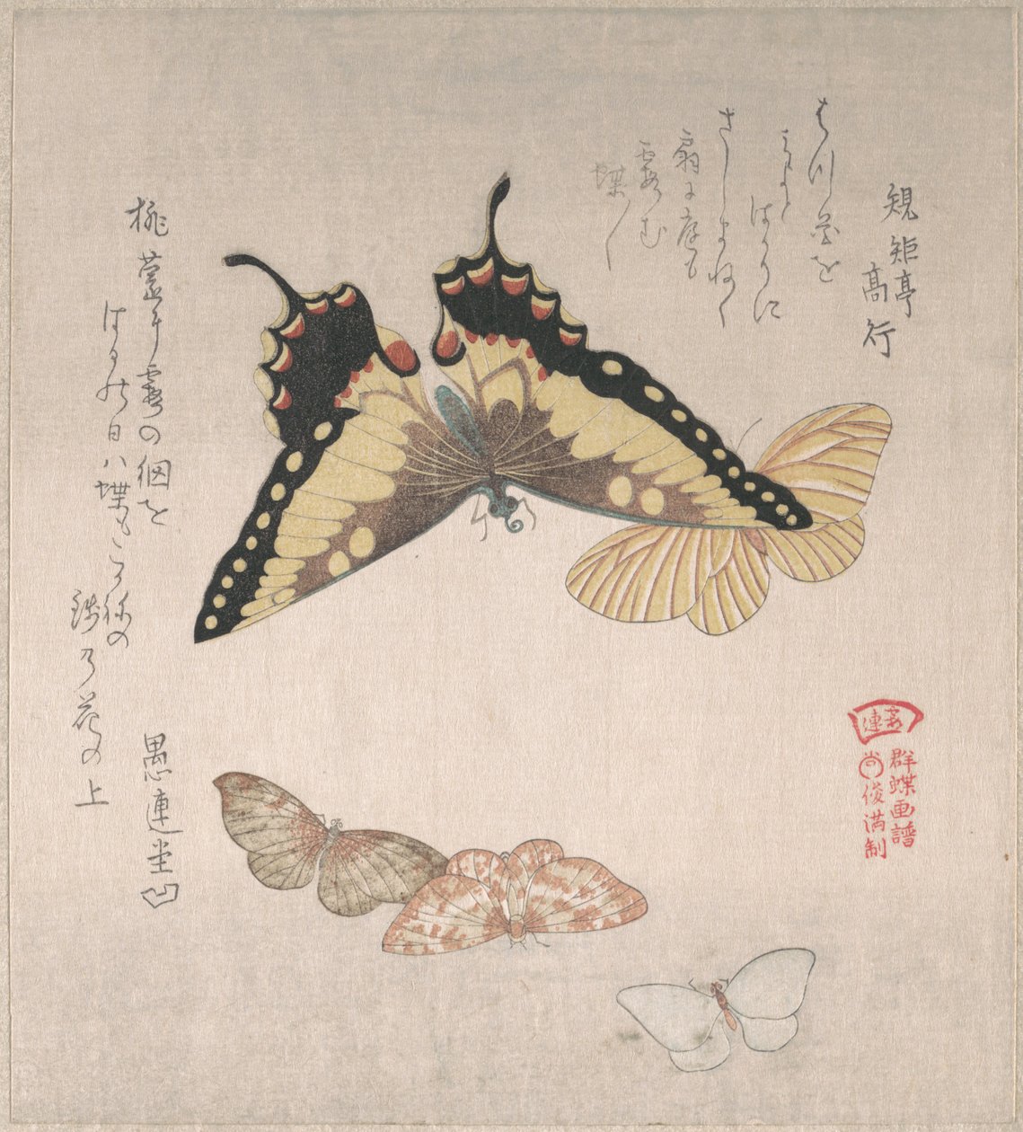 Verschiedene Motten und Schmetterlinge von Kubo Shunman