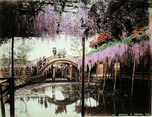 Blauregen in Kameido, Tokio von Kusakabe (attr. to) Kimbei