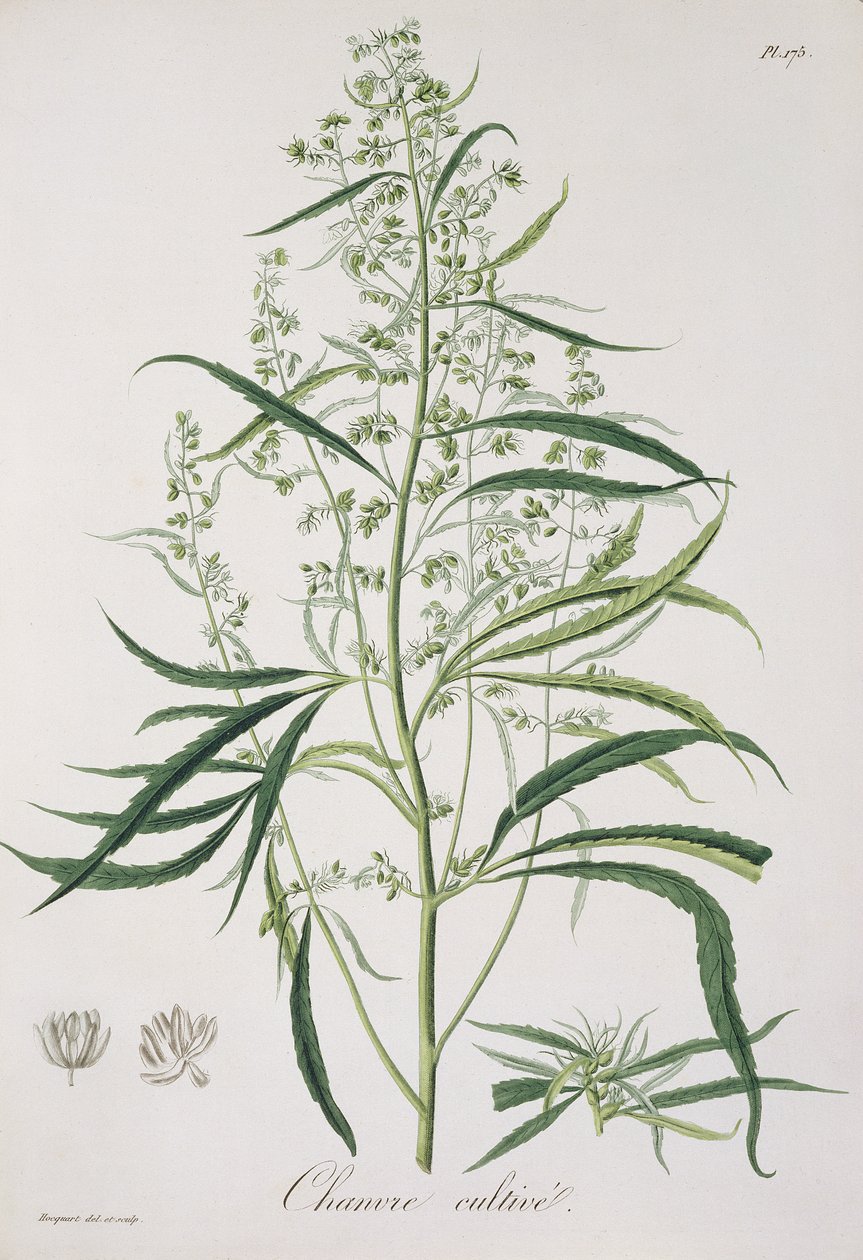 Cannabis Sativa aus 
