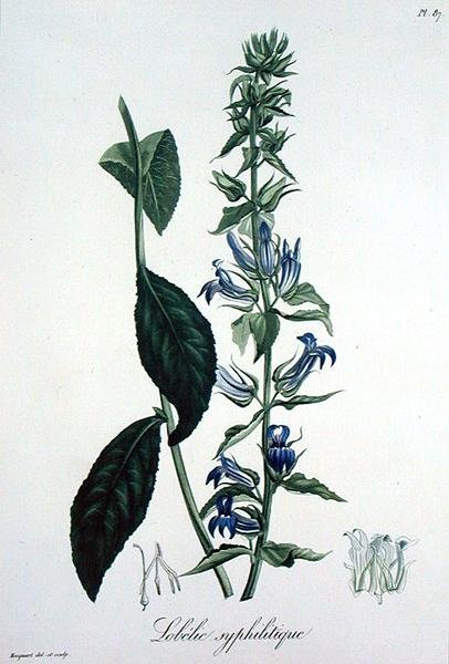 Lobelia Siphilitica aus 