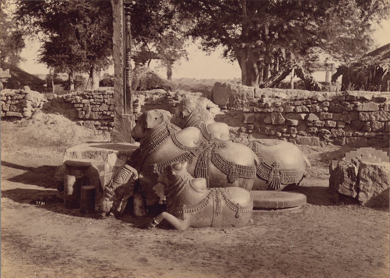 Stiere oder Nadias mit Ziergravuren Seitenansicht, Warangal, Hyderabad, Deccan von Lala Deen Dayal