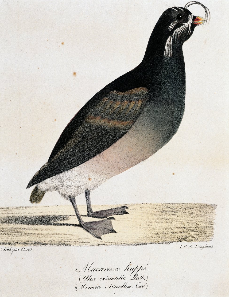 Schopfalk (Aethia cristatella), aus Voyage pittoresque autour du monde von Langlume Langlume