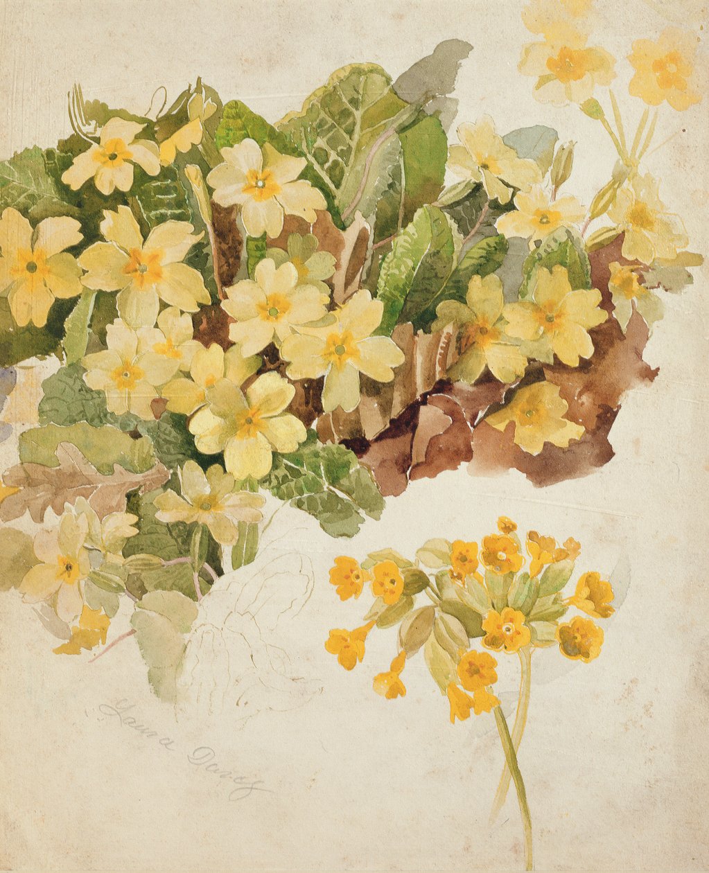 Studie von Primeln und Schlüsselblumen von Laura Darcy Strutt