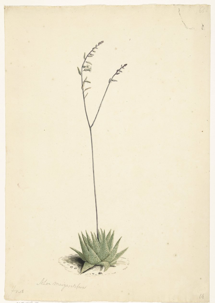 Blühende Aloe von Laurens Vincentsz. van der Vinne