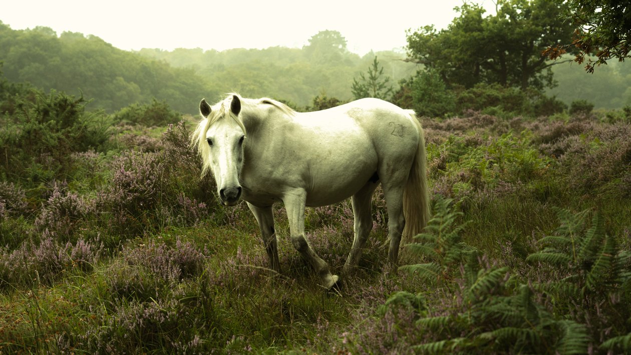 In der Dämmerung von Lee Cooper