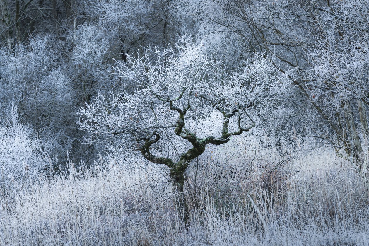 Oldwood-Echo von Lee Cooper