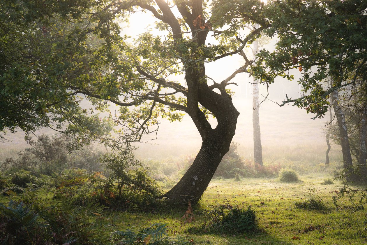 Regenwurzel von Lee Cooper