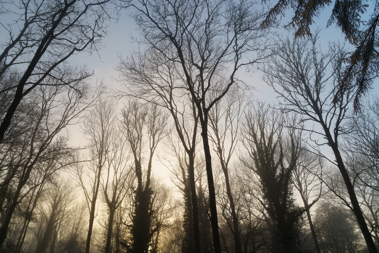 Waldträumerei von Lee Cooper