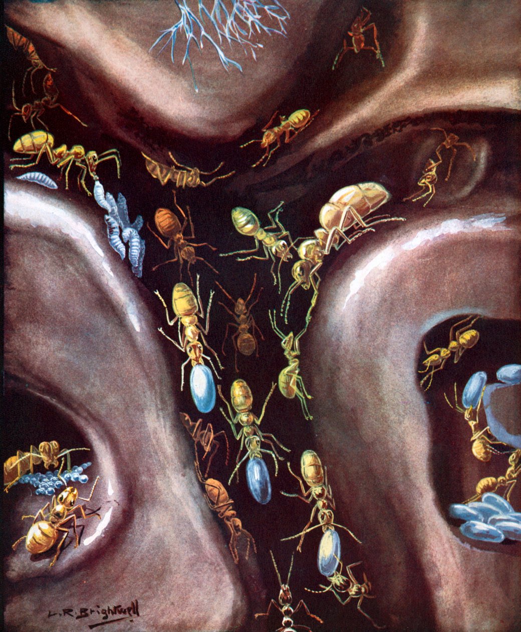 Leben in einer Insektengemeinschaft von Leonard Robert Brightwell