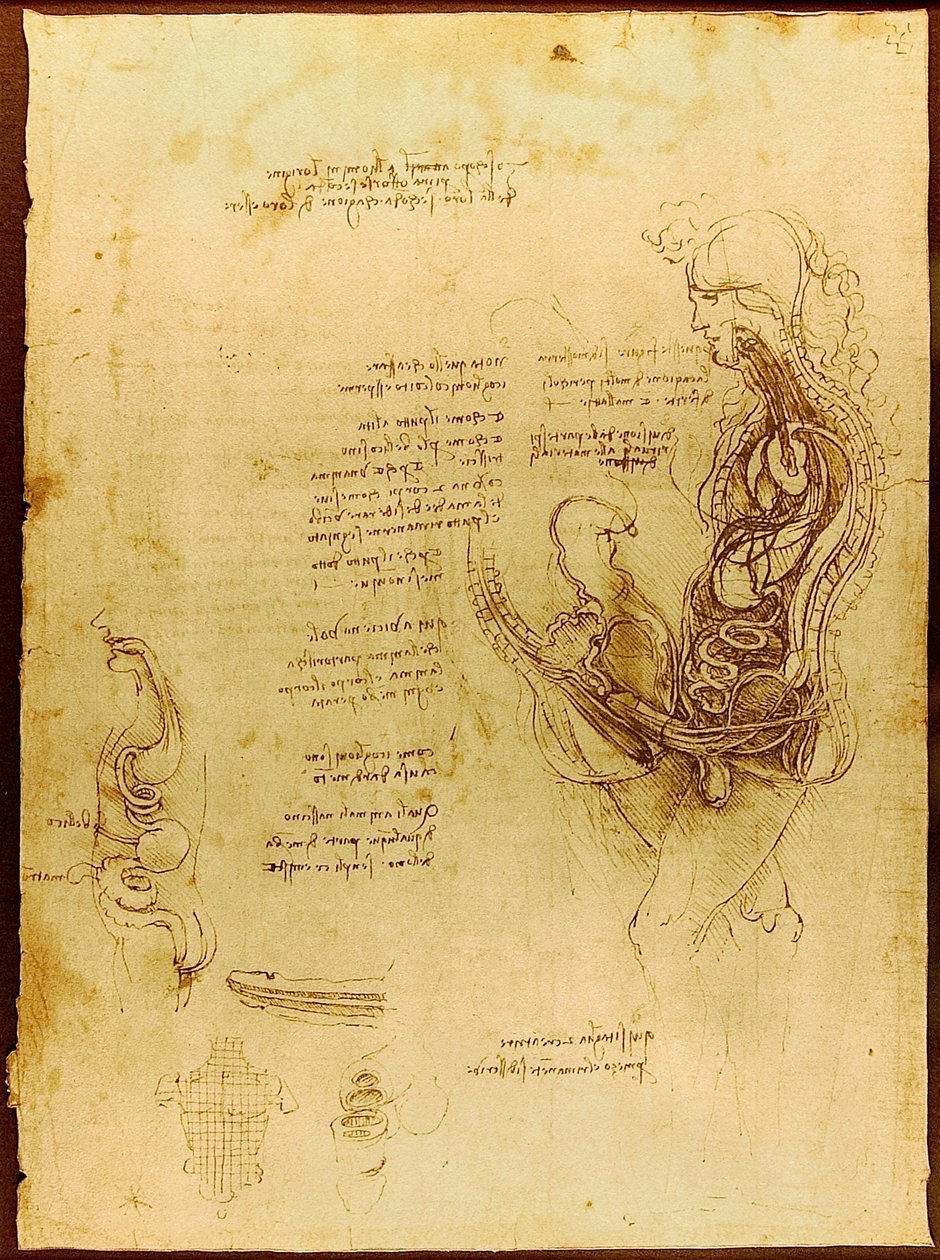 Koitus eines halbierten Mannes und einer Frau Luc Viatour von Leonardo da Vinci