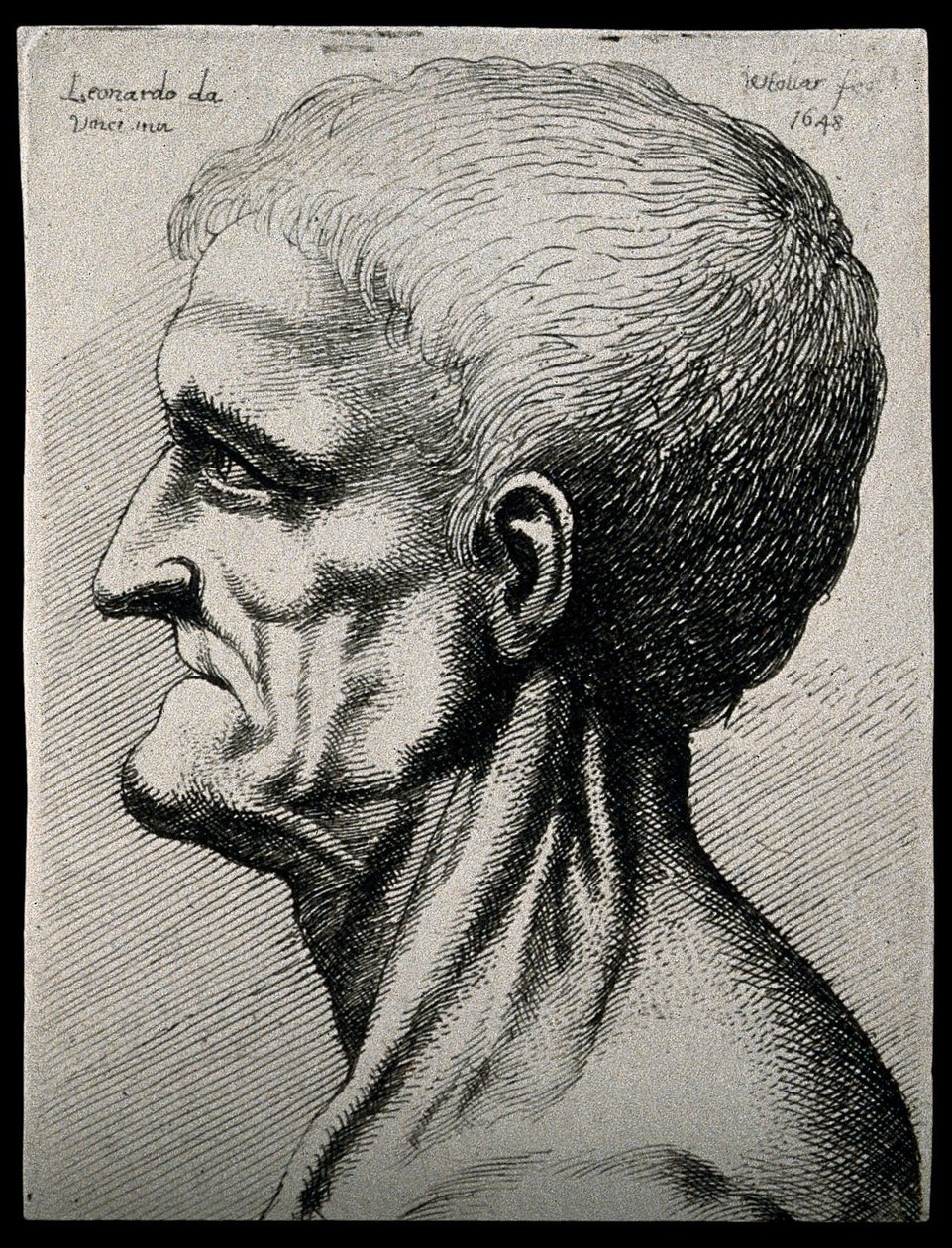 Kopf und Hals eines älteren Mannes, im linken Profil von Leonardo da Vinci