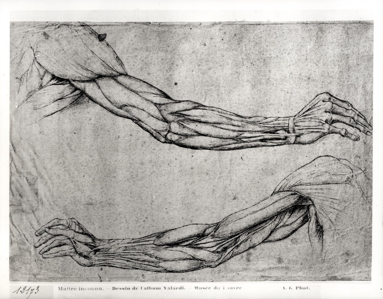 Studie von Armen von Leonardo da Vinci