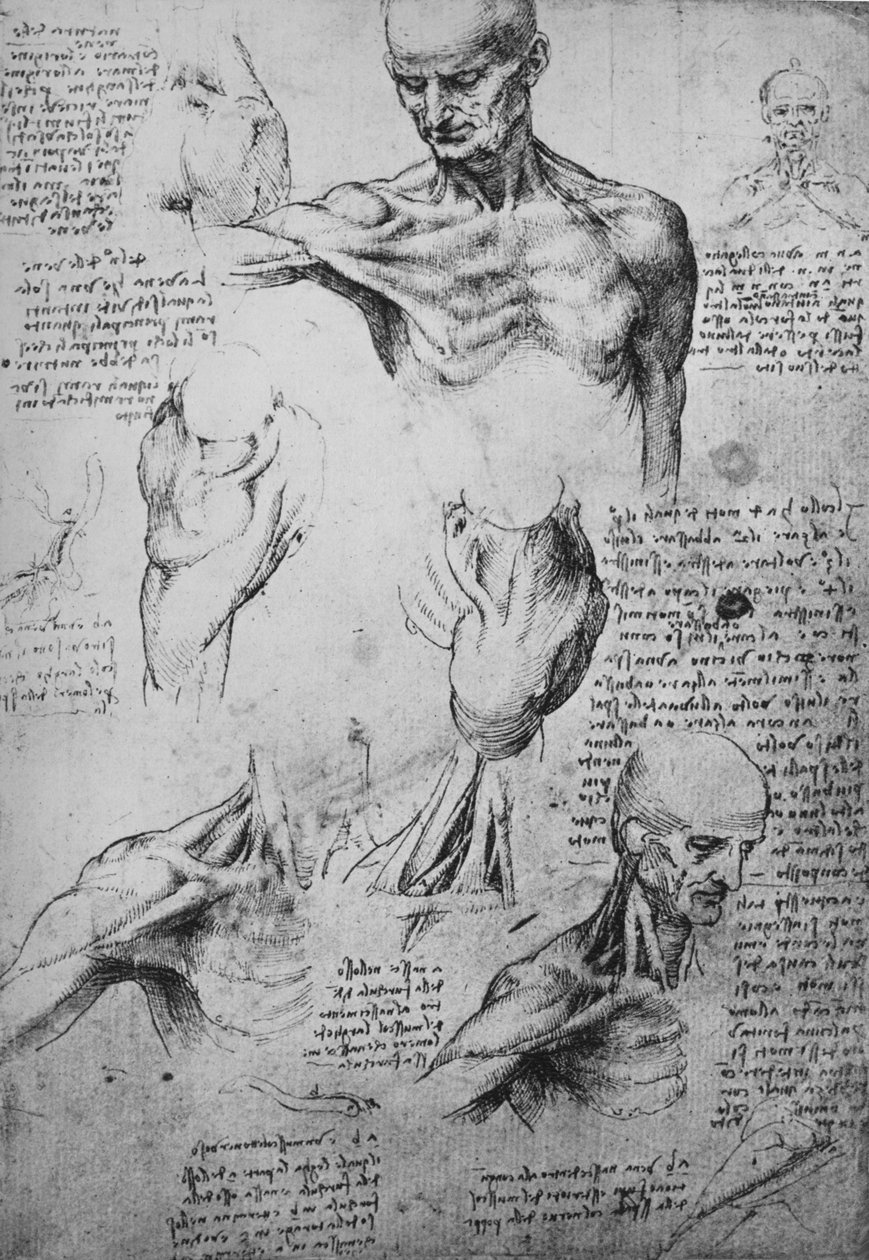 Anatomische Zeichnungen eines Männerhalses und Schultern von Leonardo da Vinci
