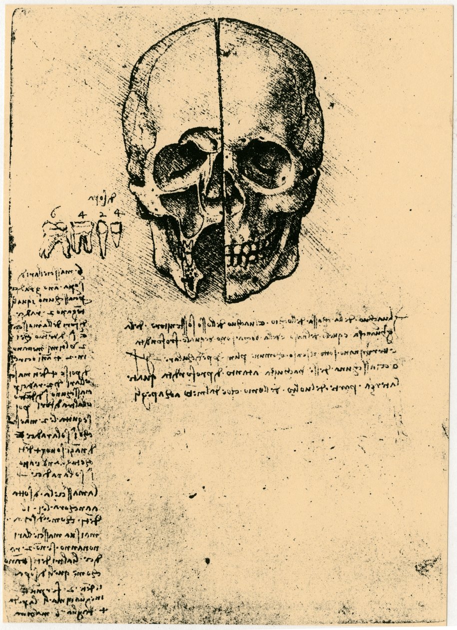 Anatomische Skizze eines menschlichen Schädels von Leonardo da Vinci