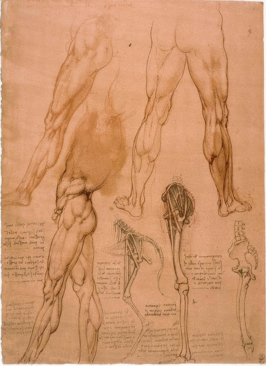 Anatomiestudien: Beinmuskulatur von Leonardo da Vinci