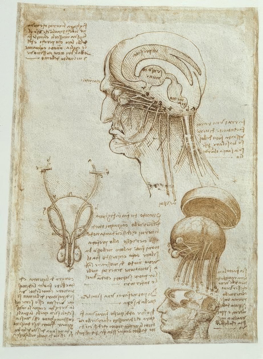 Anatomiestudien: Gehirn, Hirnkammern und Hirnnerven von Leonardo da Vinci
