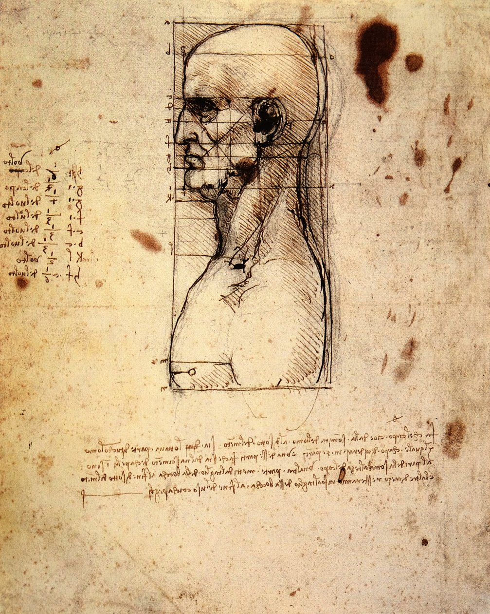 Männlicher Kopf im Profil mit Proportionen von Leonardo da Vinci