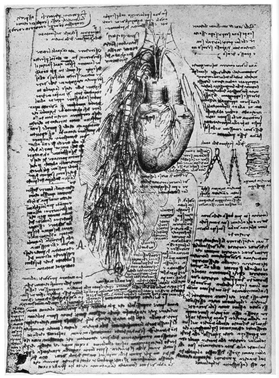 Studie des Herzens und der Bronchialarterien, spätes 15. oder frühes 16. Jahrhundert von Leonardo da Vinci