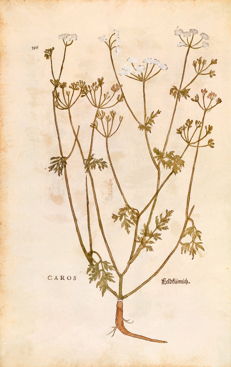 Kümmel von Leonhart Fuchs aus De historia stirpium commentarii insignes, kolorierte Gravur von Leonhard Fuchs