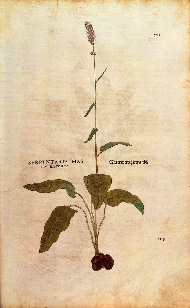 Schlangen-Knöterich - Persicaria bistorta von Leonhart Fuchs aus De historia stirpium commentarii insignes, kolorierte Gravur von Leonhard Fuchs